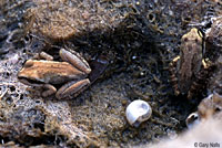 Baja California Treefrog