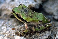 Baja California Treefrog