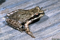 Baja California Treefrog
