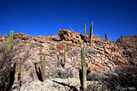 Spiny Chuckwalla habitat