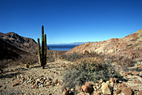 Spiny Chuckwalla habitat