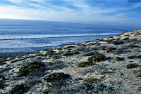 Baja California Legless Lizard habitat