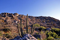 Slevin's Chuckwalla habitat