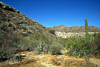 Side-blotched Lizard habitat