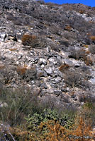 Slevin's Chuckwalla habitat