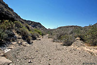 Carmen Island Zebra-tailed Lizard habitat