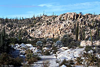 Baja California Brush Lizard habitat