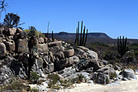 Mearns' Rock Lizard habitat