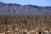 Side-blotched Lizard habitat