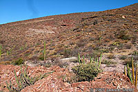 Black-tailed Brush Lizard habitat