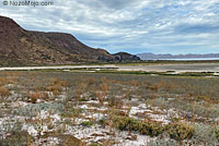 Carmen Island Zebra-tailed Lizard habitat