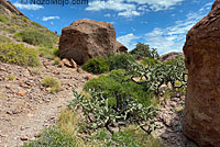 Carmen Island Zebra-tailed Lizard habitat