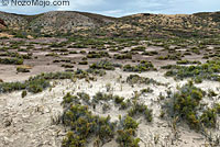 Carmen Island Zebra-tailed Lizard habitat