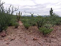 San Diego Banded Gecko habitat