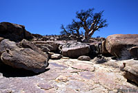 Peninsular Leaf-toed Gecko habitat