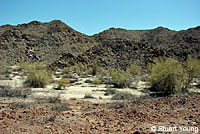 Black-tailed Brush Lizard habitat