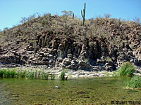 Central Baja California Banded Rock Lizard habitat