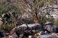 San Lucan Banded Rock Lizard habitat