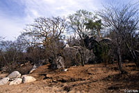 San Lucan Banded Rock Lizard habitat