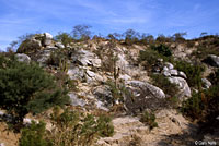 Hunsaker's Spiny Lizard habitat