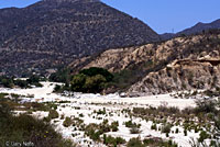 Cape Spiny-tailed Iguana habitat