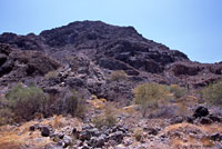 Common Chuckwalla habitat