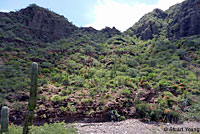 Common Chuckwalla habitat