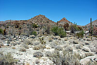 Common Chuckwalla habitat