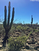 Granite Spiny Lizard habitat