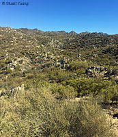 Granite Spiny Lizard habitat