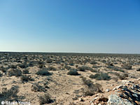 Granite Spiny Lizard habitat