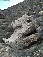Carmen Island Zebra-tailed Lizard habitat