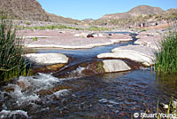 Side-blotched Lizard habitat