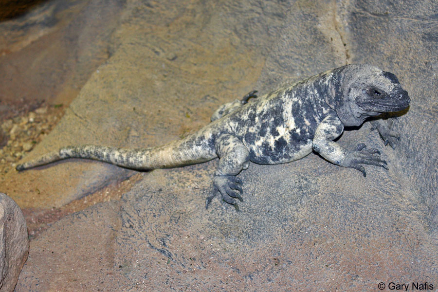 San Esteban Chuckwalla