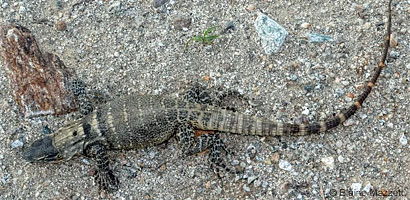 Cape Spiny-tailed Iguana