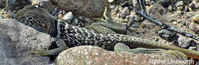 Side-blotched Lizard