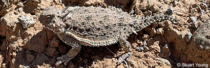 Side-blotched Lizard