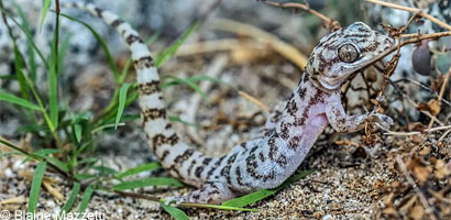 San Lucan Leaf-toed Gecko