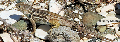 Granite Spiny Lizard