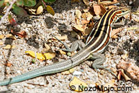 Black-tailed Brush Lizard