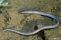 Baja California Legless Lizard