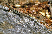 Orange-throated Whiptail