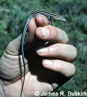 Orange-throated Whiptail