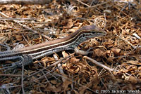 Orange-throated Whiptail