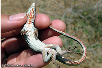 Orange-throated Whiptail