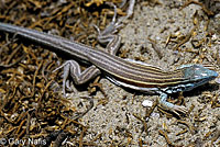 Baja California Whiptail