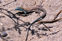 Baja California Whiptail