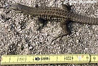Cape Giant Whiptail