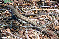 Cape Giant Whiptail