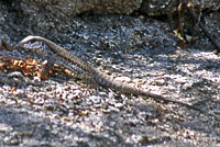 Cape Giant Whiptail